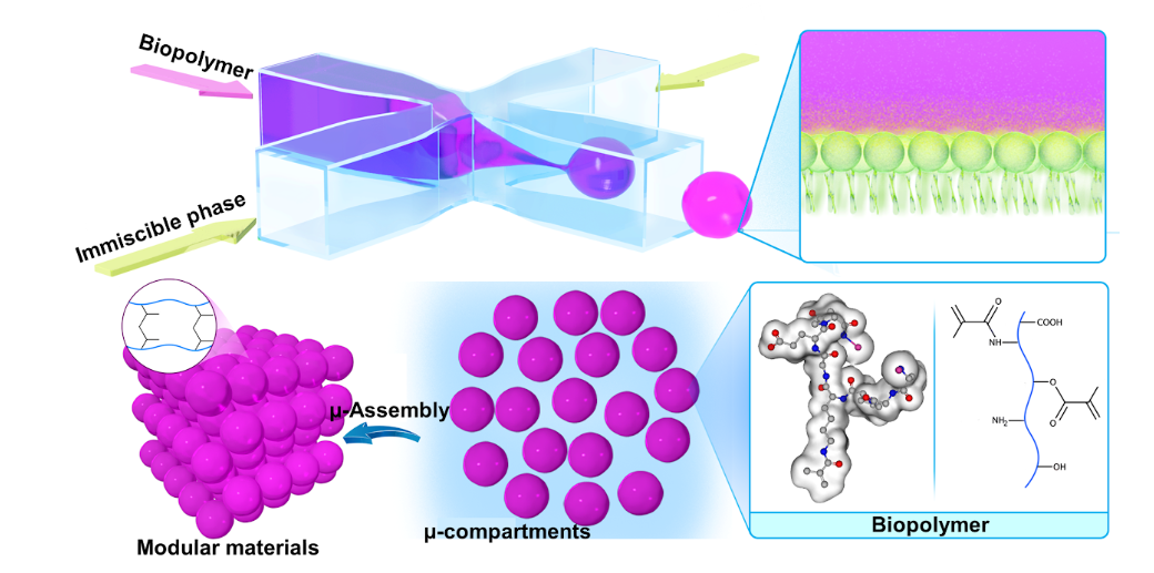 GelMA Granular Hydrogel Scaffolds